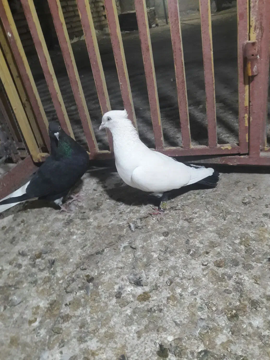 دمسیاه ماده اشعل کوهی دورک|پرنده|باوی, |دیوار