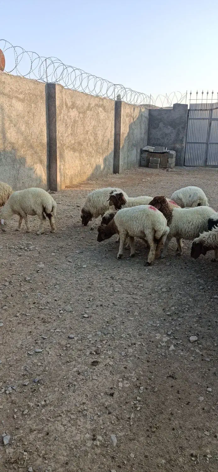 بره ماده داشتی|حیوانات مزرعه|آبدانان, |دیوار