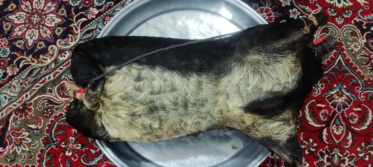 هیزه|صنایع دستی و سایر لوازم تزئینی|کوهدشت, |دیوار