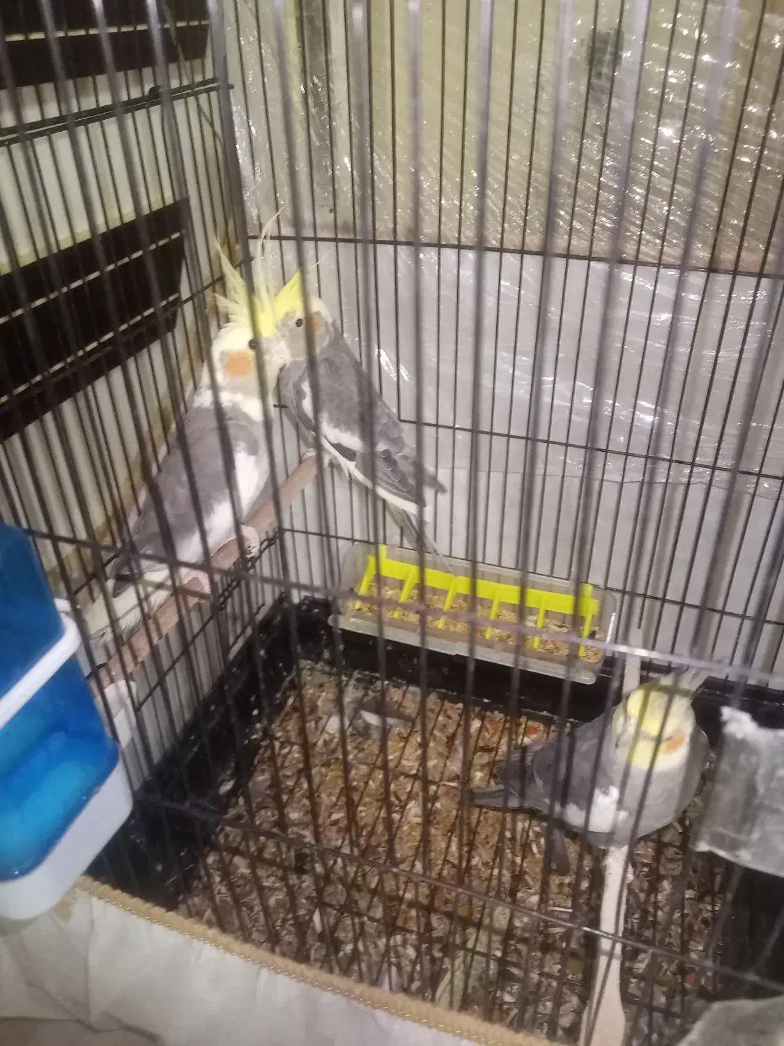 عروس هلندی گل باقالی|پرنده|رشت, رودباری|دیوار