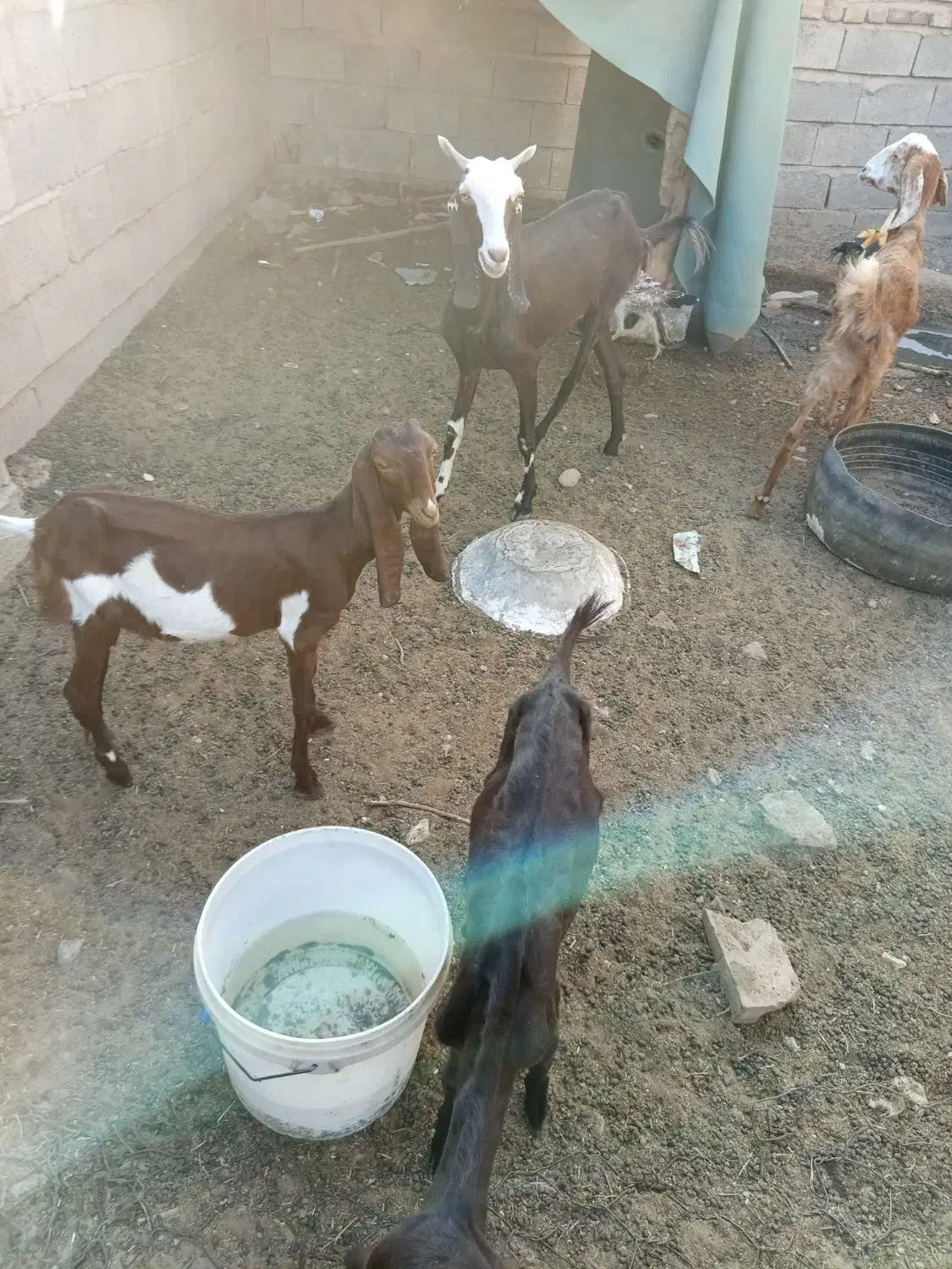 بز فروشی|حیوانات مزرعه|ایرانشهر, |دیوار