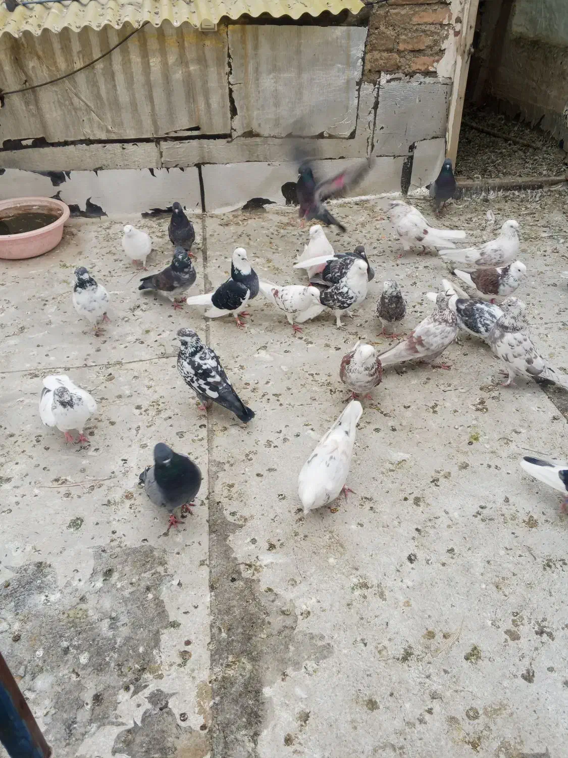 کبوتر فروشی|پرنده|پیرانشهر, |دیوار