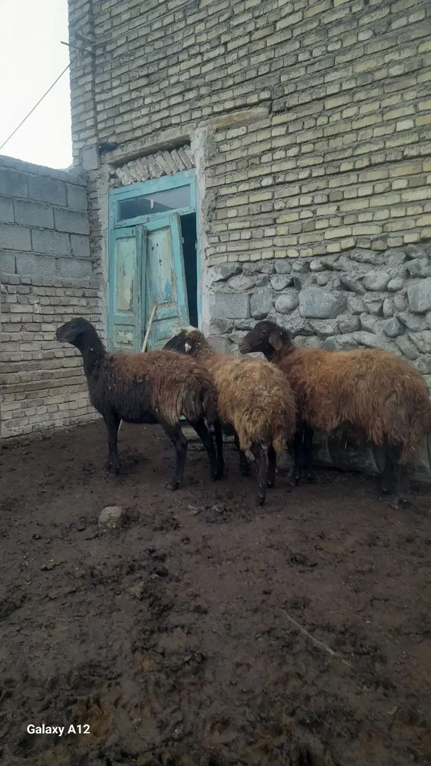 گوسفند|حیوانات مزرعه|مرند, |دیوار