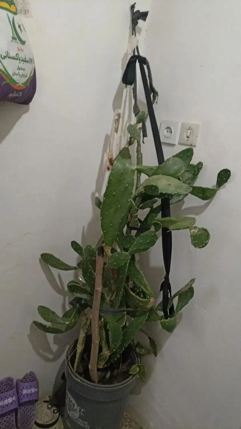 گل و گیاه|گل و گیاه طبیعی|سبزوار, کراب|دیوار