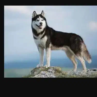 واگذاری س گ|سگ|شیراز, ارم|دیوار