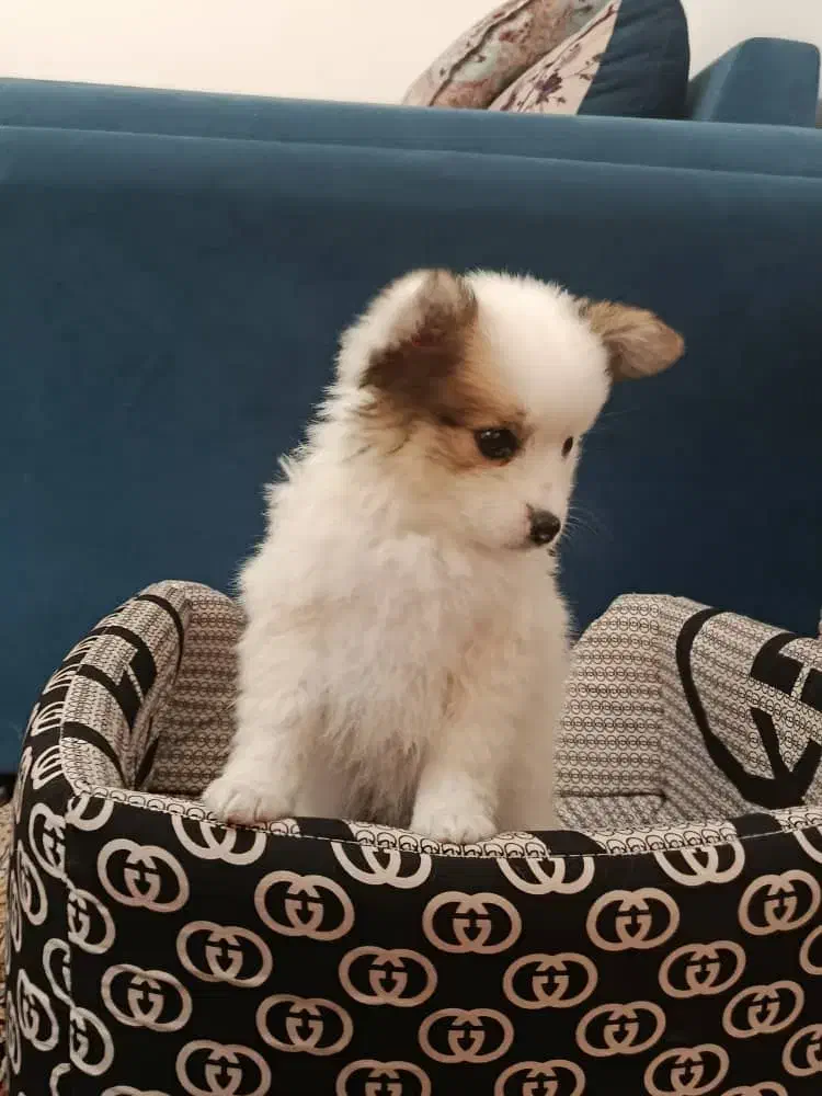 سگ پامرین خرسی|سگ|مرودشت, ثبت احوال|دیوار