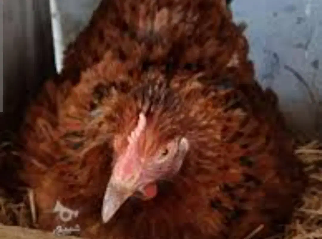 مرغ کرچ|حیوانات مزرعه|بندر گز, |دیوار