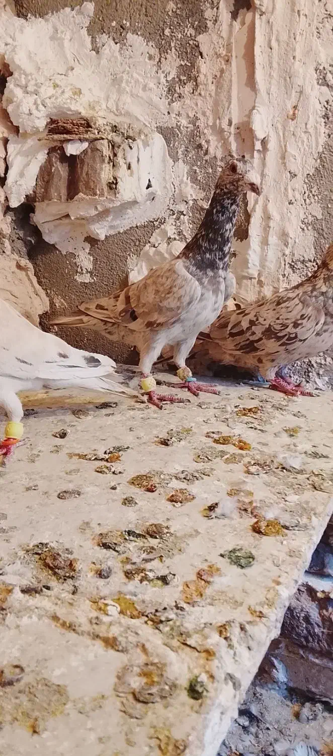 کفتر|پرنده|نیشابور, سرآب کوشک|دیوار