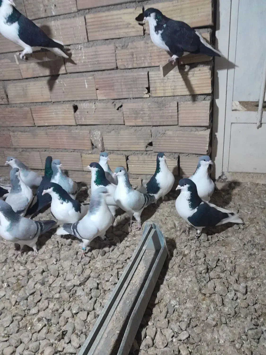 بدرنگ نر|پرنده|بوئین زهرا, |دیوار