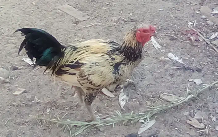 قالیچه خروس|فرش|جیرفت, |دیوار