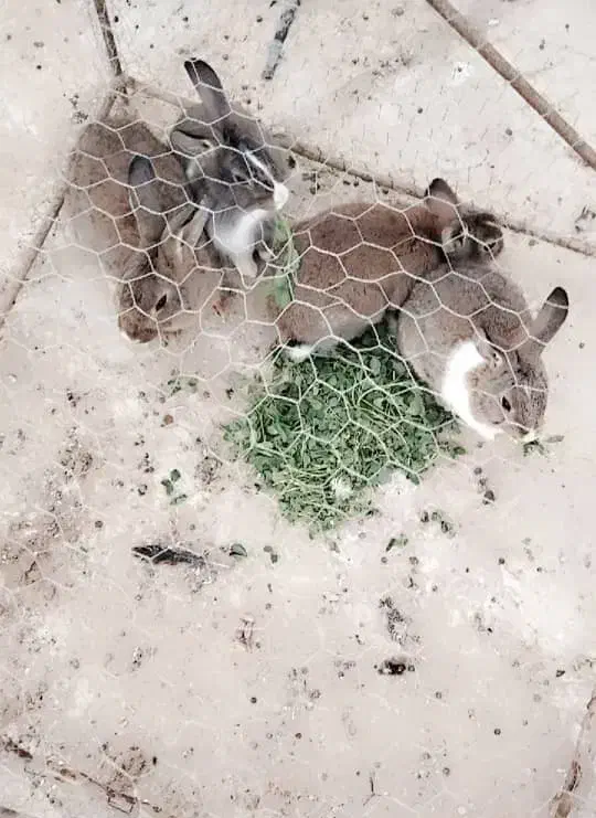 خرگوش|موش و خرگوش|زاهدان, |دیوار