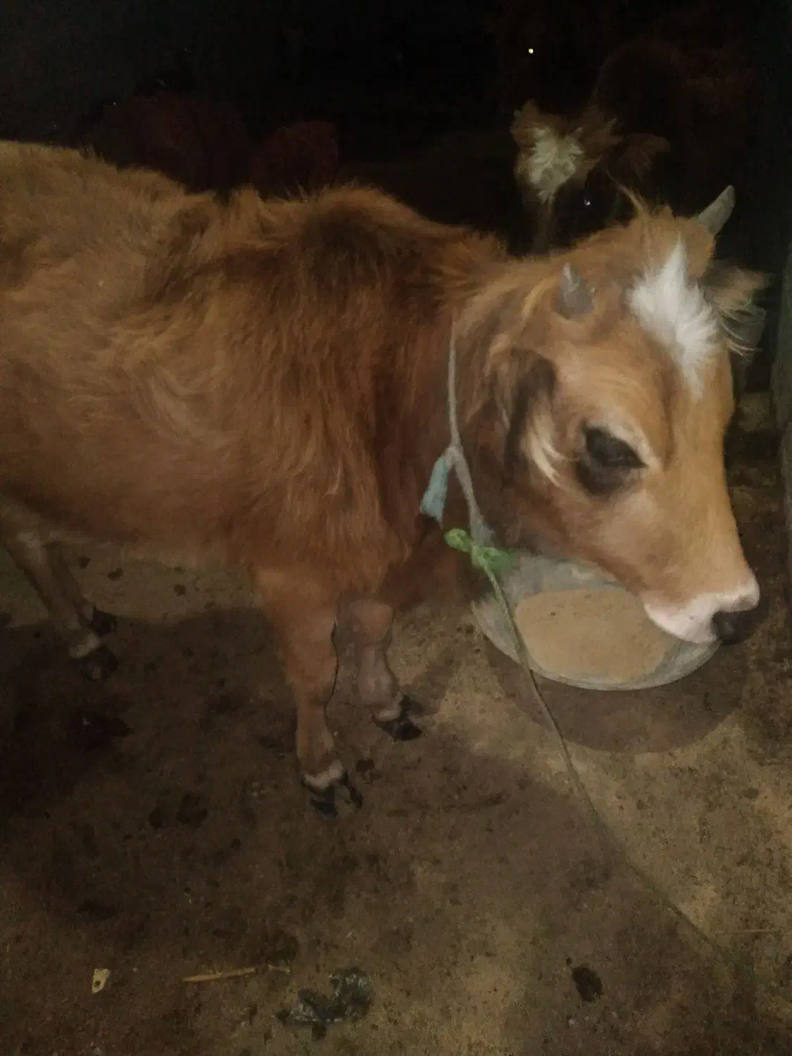 گوساله‌ماده‌‌تالشی‌|حیوانات مزرعه|تالش, جوکندان|دیوار