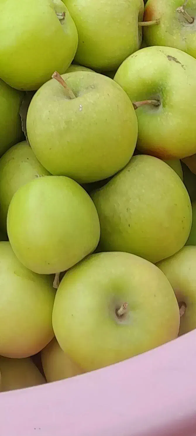 سیب گلاب خوشمزه پاییزی|خوردنی و آشامیدنی|قیدار, |دیوار