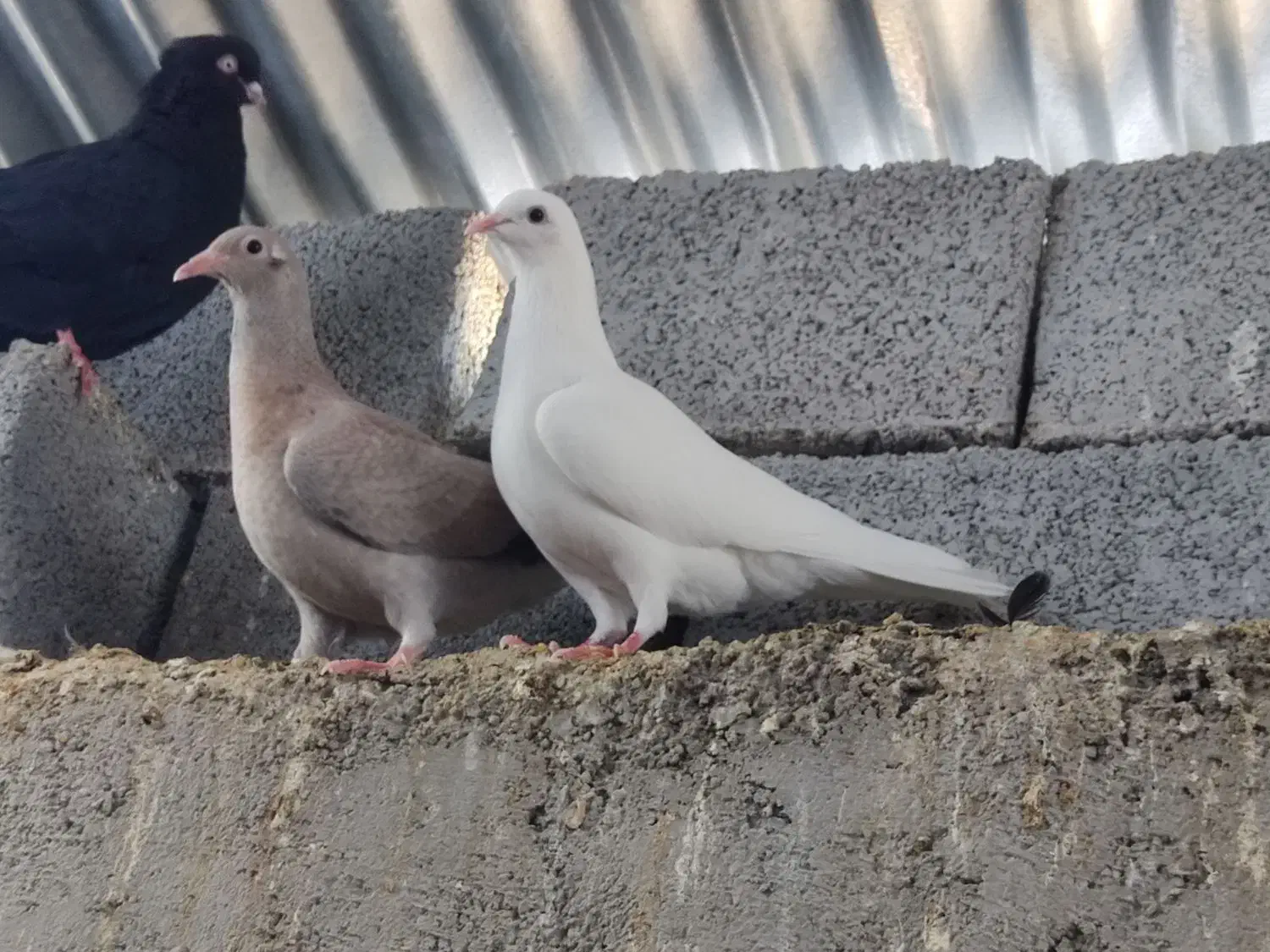 کبوتر.|پرنده|ارم, |دیوار