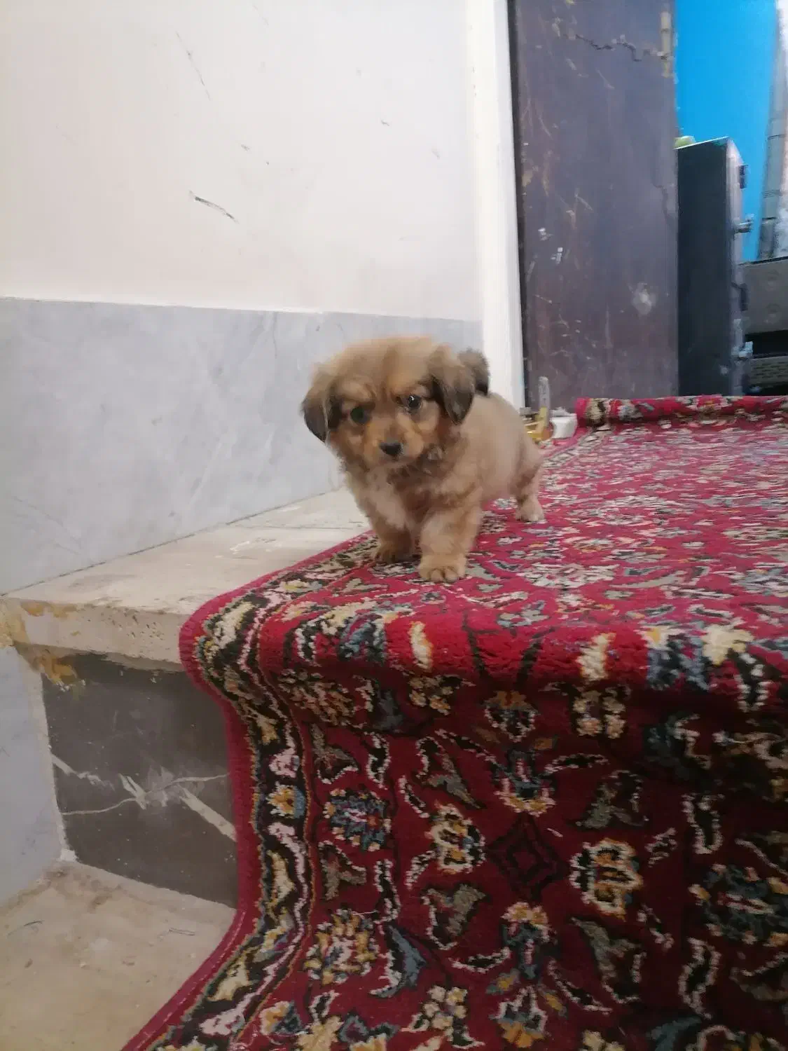 سگ جیبی|سگ|قم, اسمعیل آباد|دیوار