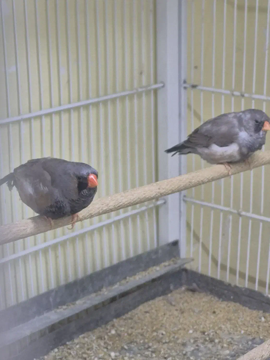 فنچ شارکول|پرنده|بندرعباس, |دیوار