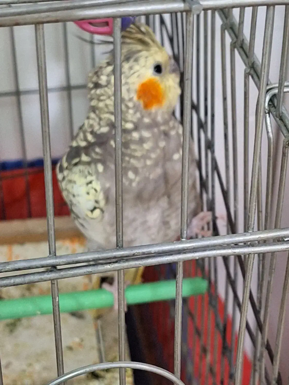 فروش یک جفت عروس هلندی|پرنده|دورود, |دیوار