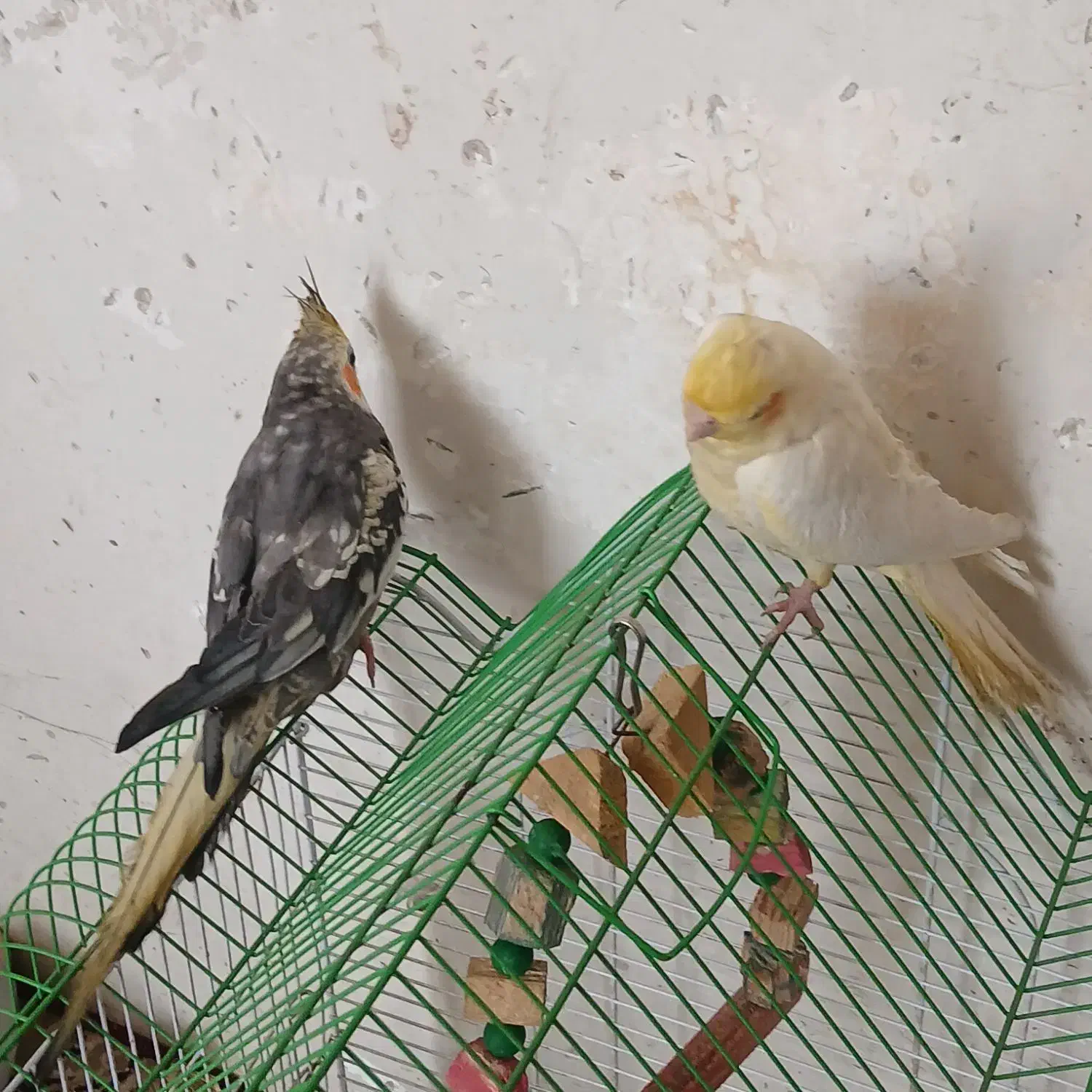 عروس‌هلندی دستی|پرنده|قم, ولیعصر|دیوار