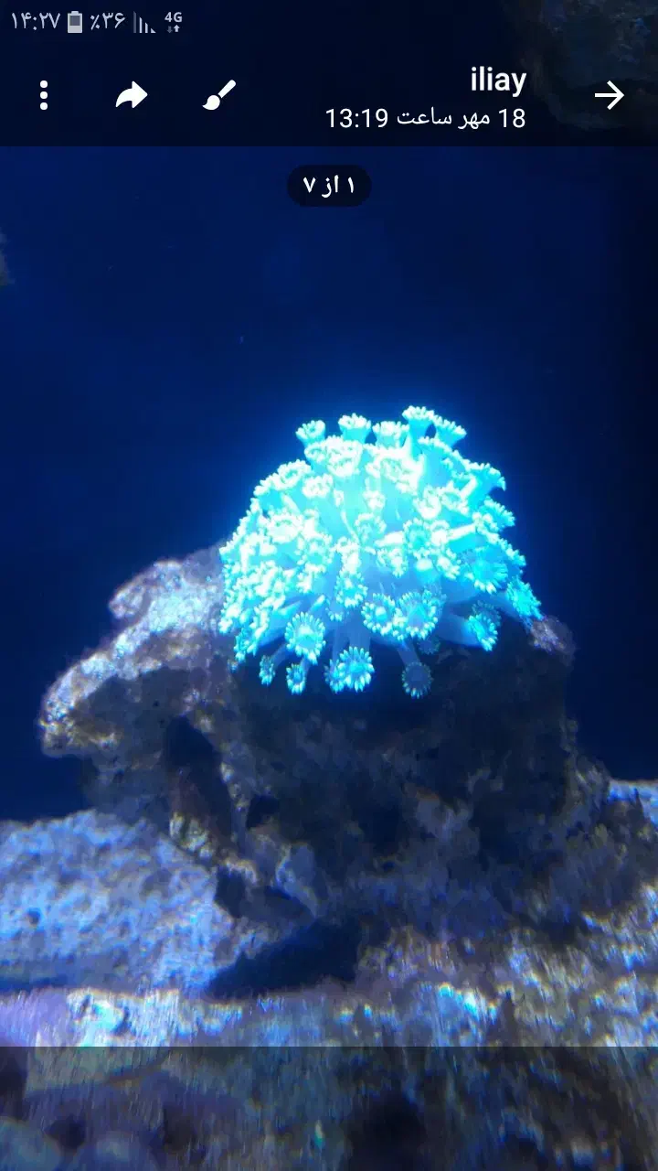 اکواریوم اب شور|ماهی|قزوین, |دیوار