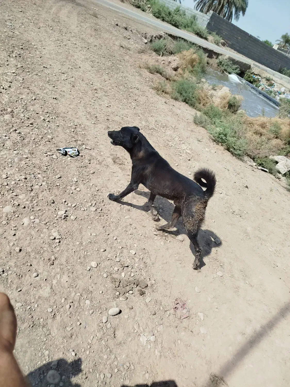 سگ شکاری|سگ|اهواز, دانشگاه چمران|دیوار