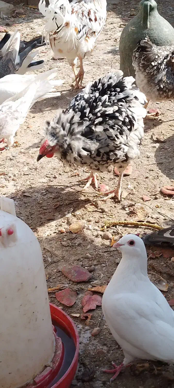 مرغ گلین|حیوانات مزرعه|پاکدشت, پاکدشت (مامازند)|دیوار