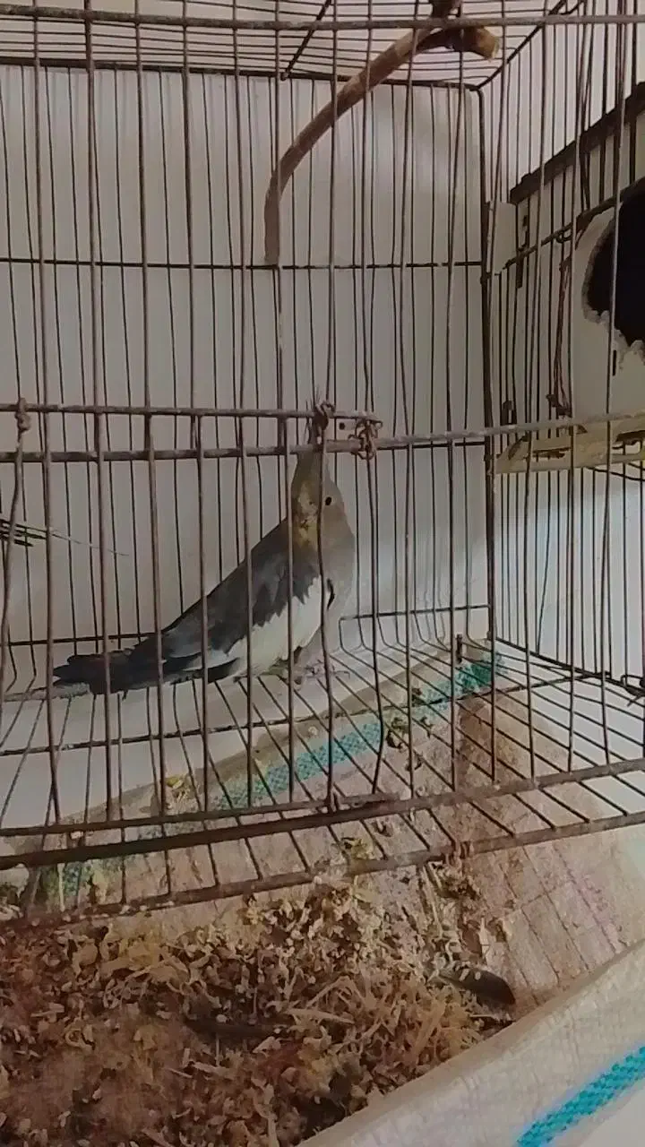 کامل سالم بدون هیچ مریضی|پرنده|دلند, |دیوار