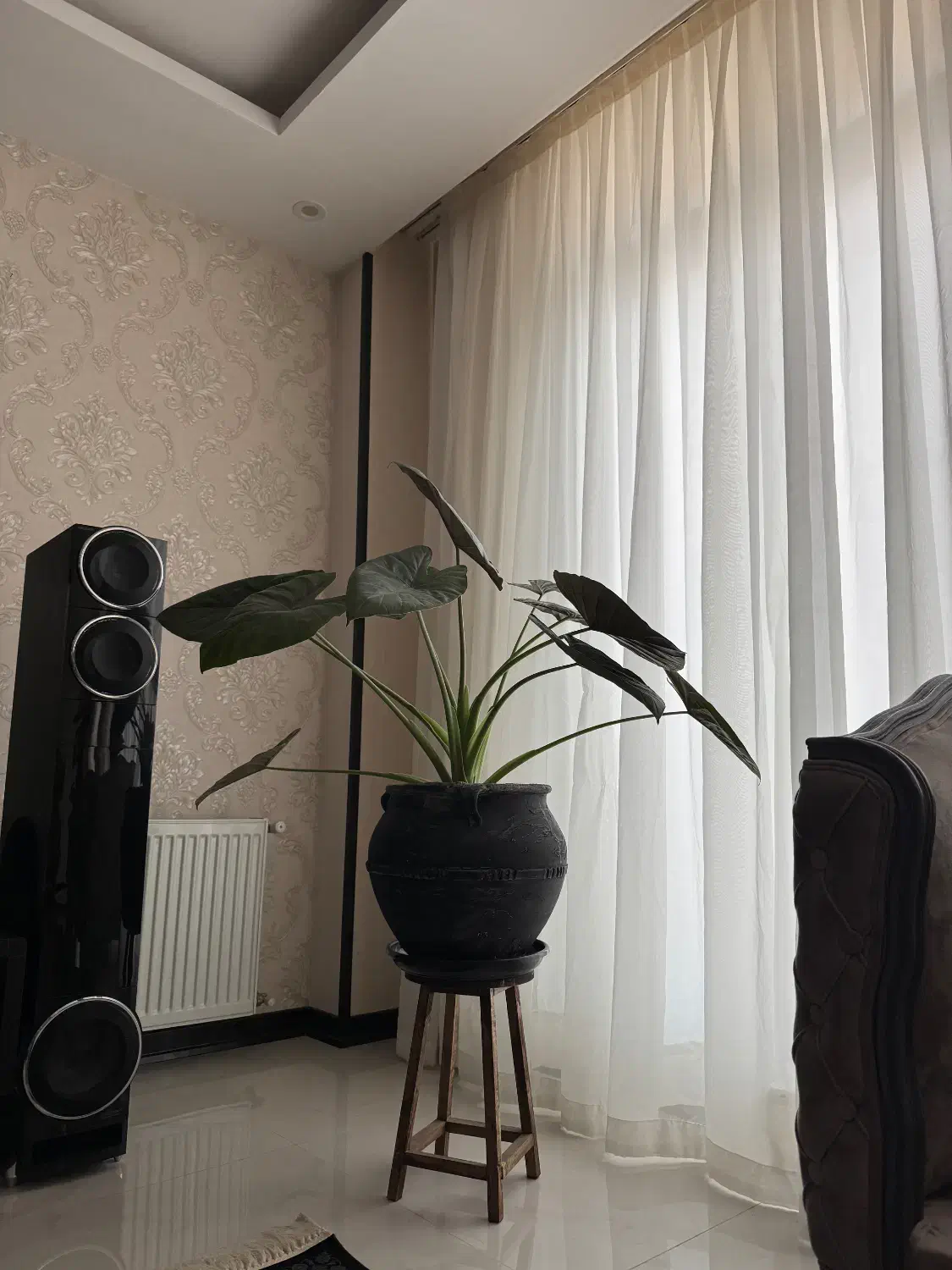 گل و گیاه|گل و گیاه طبیعی|شاهینشهر, طالقانی|دیوار