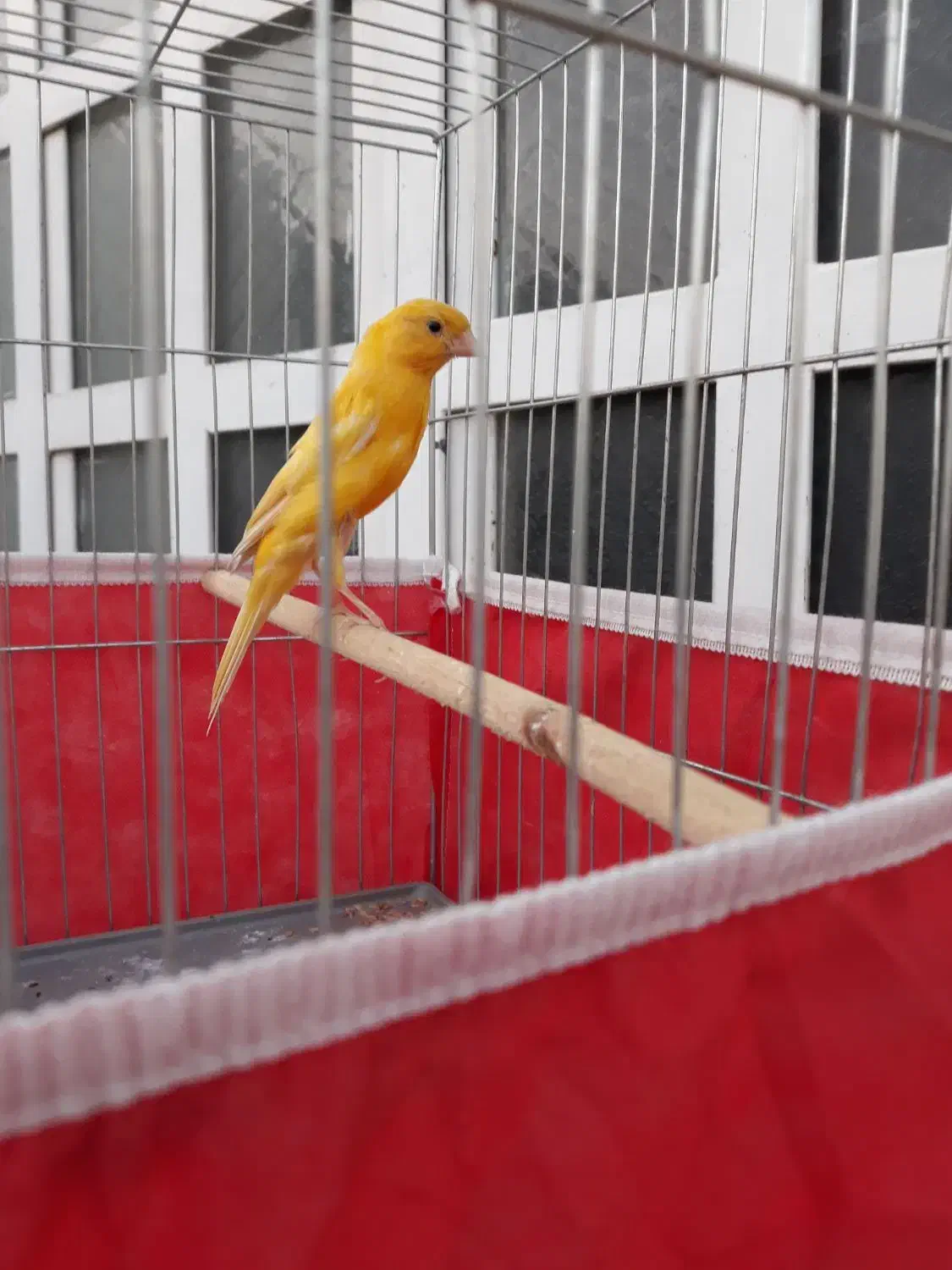 قناری زرد|پرنده|بهبهان, |دیوار