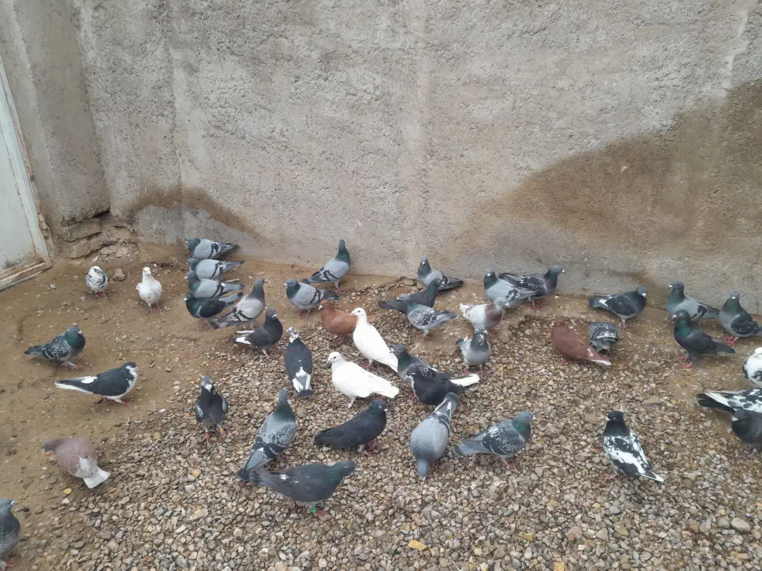 ۱۰۰ کبوتر از ۱۵۰ تا ۲۰۰ تا ۲۵۰|پرنده|مرودشت, نقش رستم|دیوار