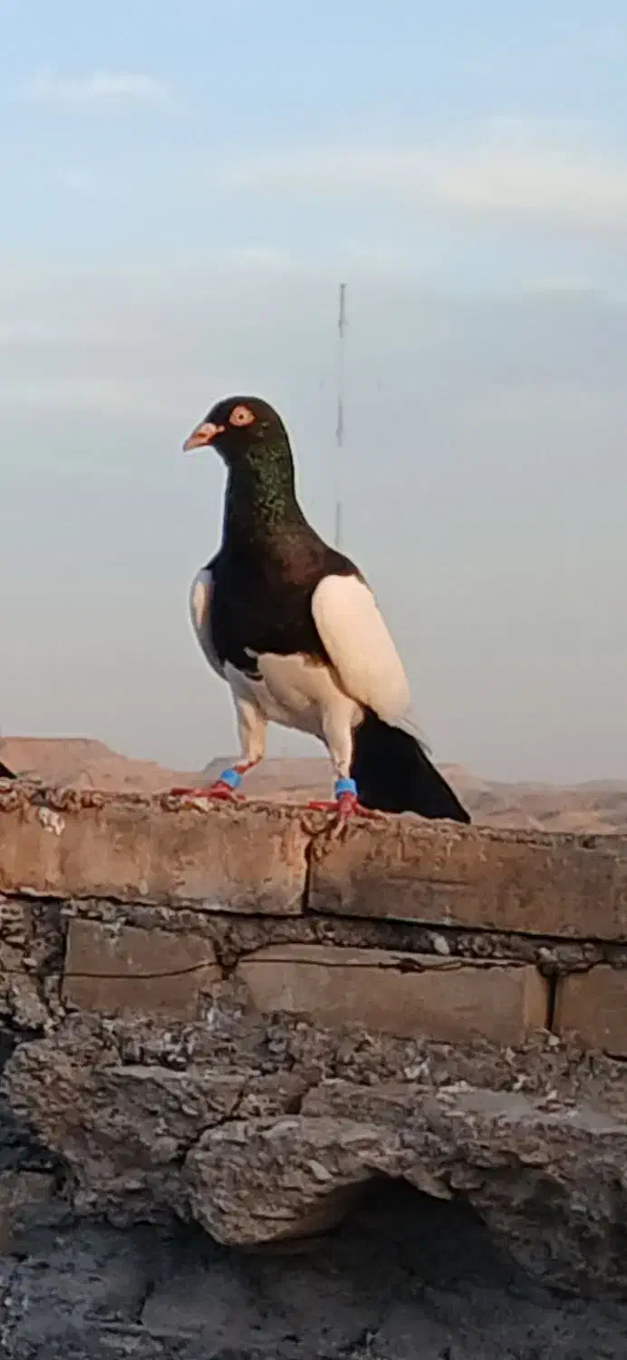 کبوتر|پرنده|شوشتر, |دیوار