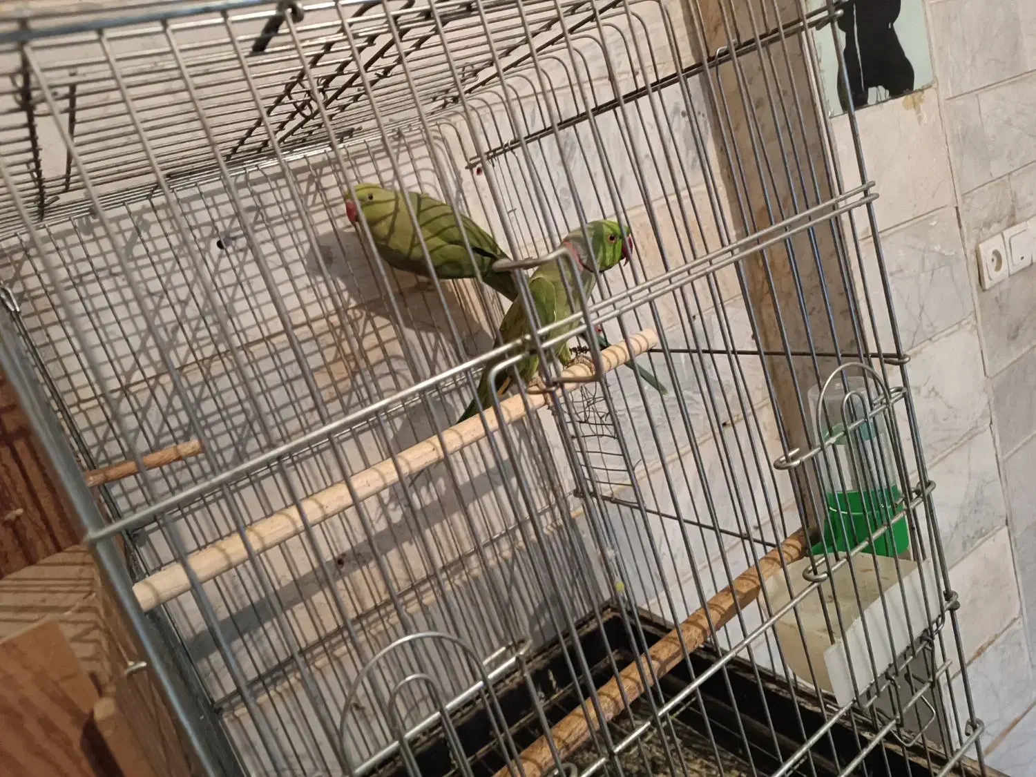 طوطی ملنگو|پرنده|بوئین زهرا, |دیوار