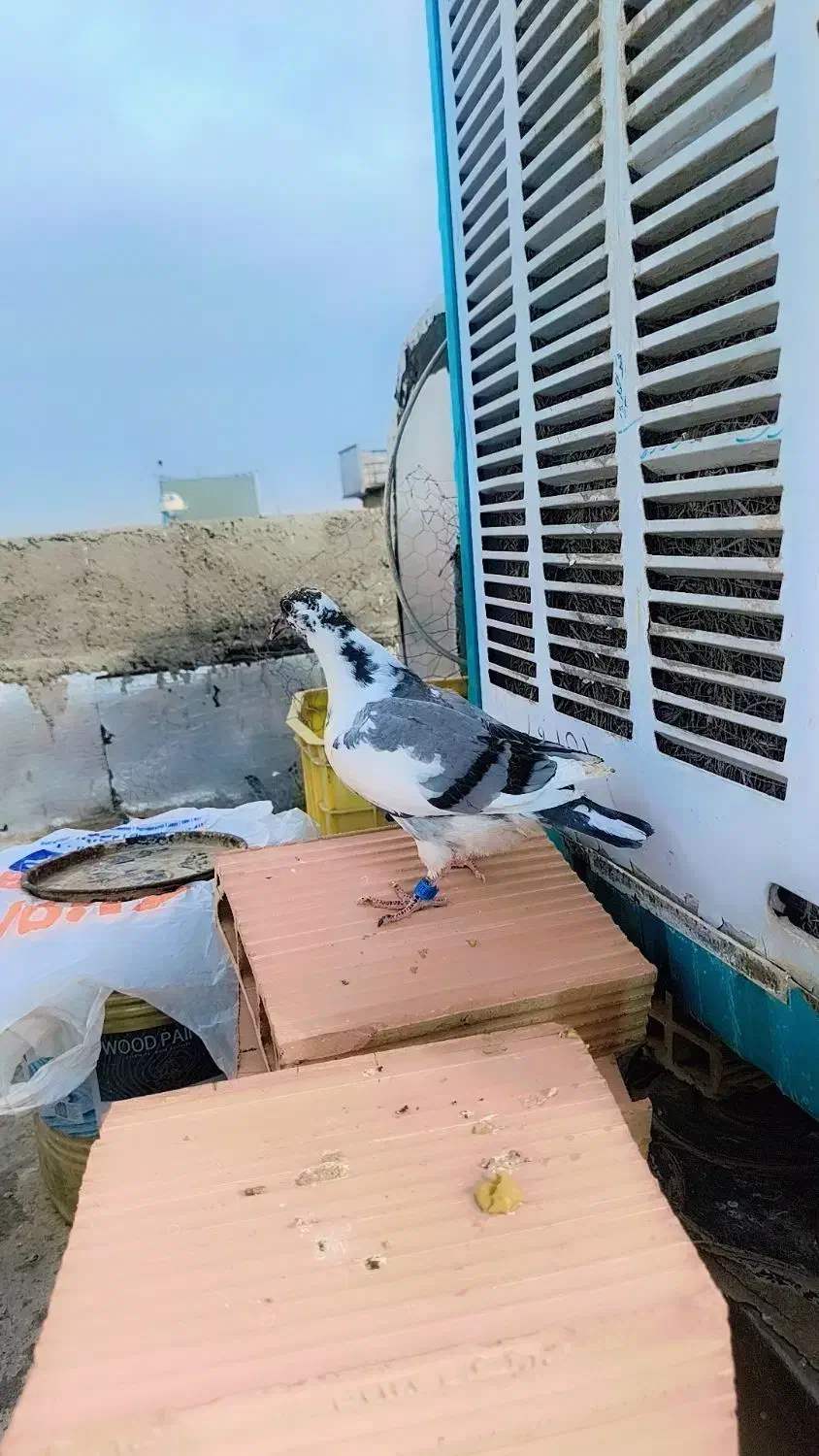 کفتر پلاکی|پرنده|رباط‌کریم, آدران|دیوار