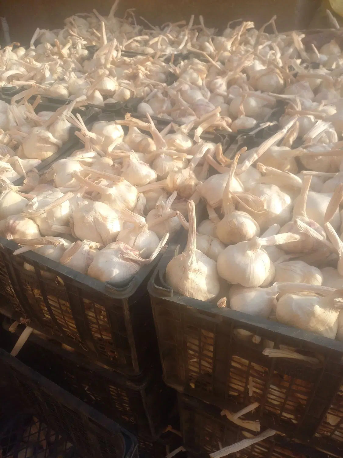 سیر|خوردنی و آشامیدنی|بوشهر, |دیوار