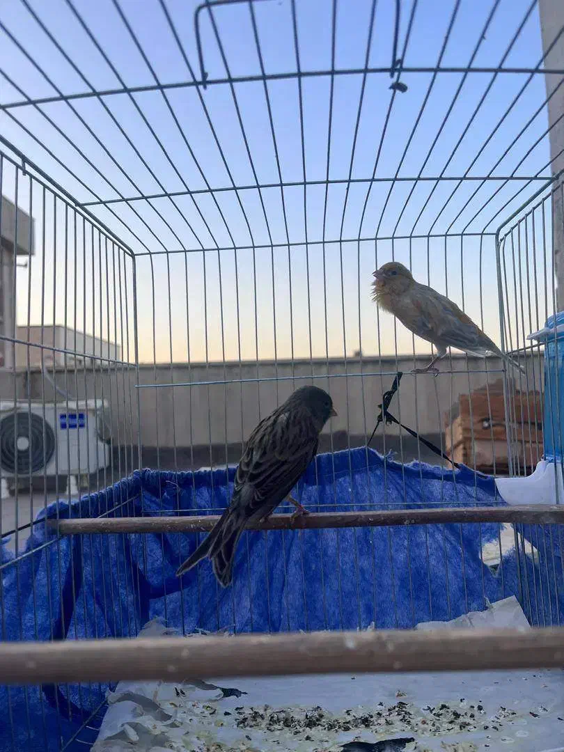 قناری نر شلاقی|پرنده|تهران, زرکش|دیوار