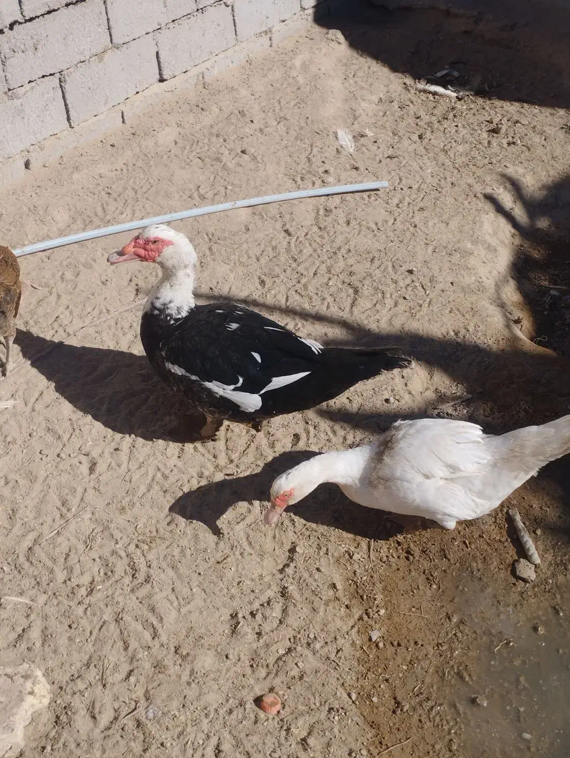 اردک خارجی بوقلمون مرغ قوقاز|حیوانات مزرعه|زابل, |دیوار