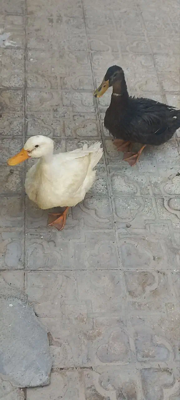 مرغابی یا اردک|حیوانات مزرعه|آباده, |دیوار