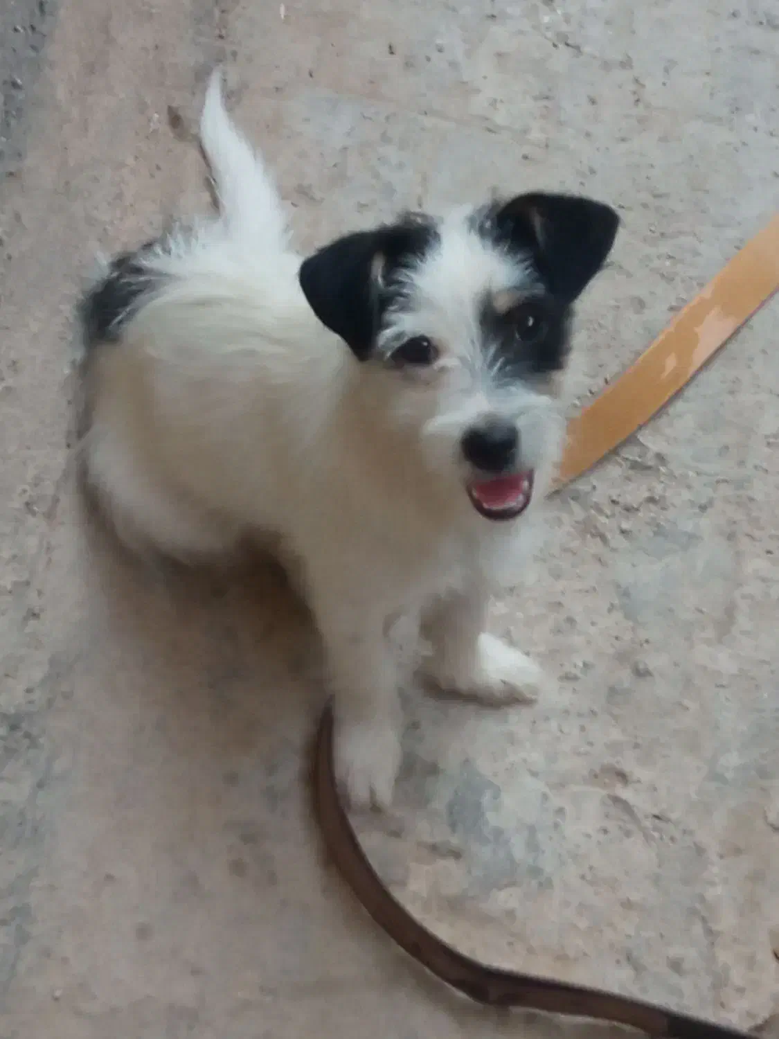 سگ خونگی خوشگل|سگ|بجنورد, |دیوار