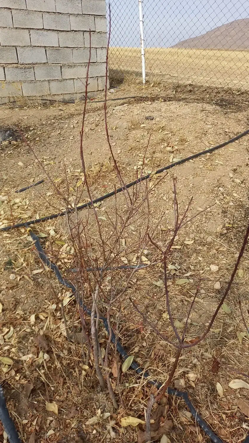 نهال بادام۳ ساله|گل و گیاه طبیعی|سنقر, |دیوار