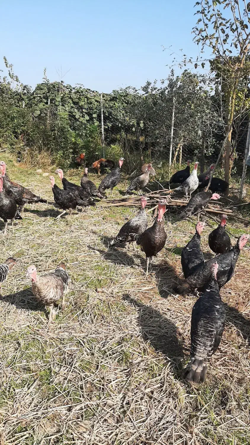 فروش بوقلمون|حیوانات مزرعه|لیسار, |دیوار