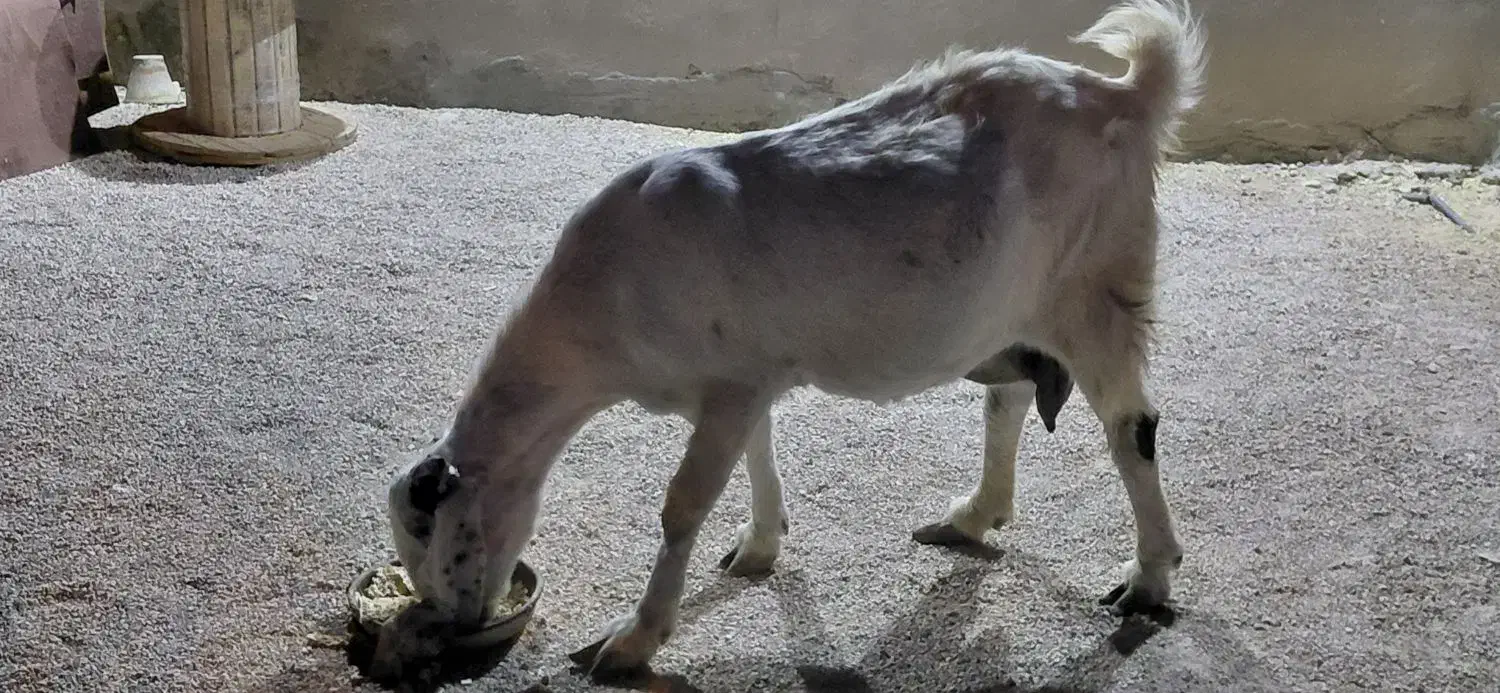 فروش بز|حیوانات مزرعه|مهر, |دیوار