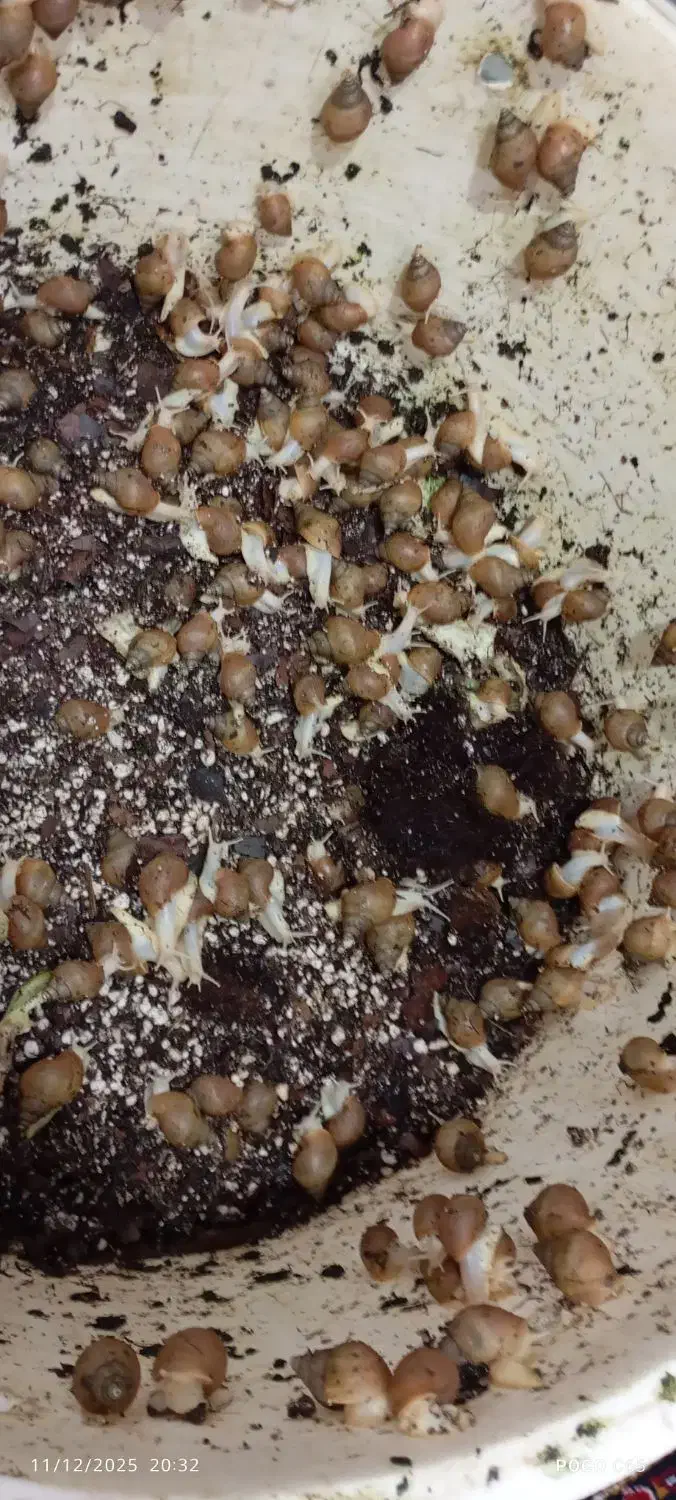 حلزون|خزنده|قروه, |دیوار