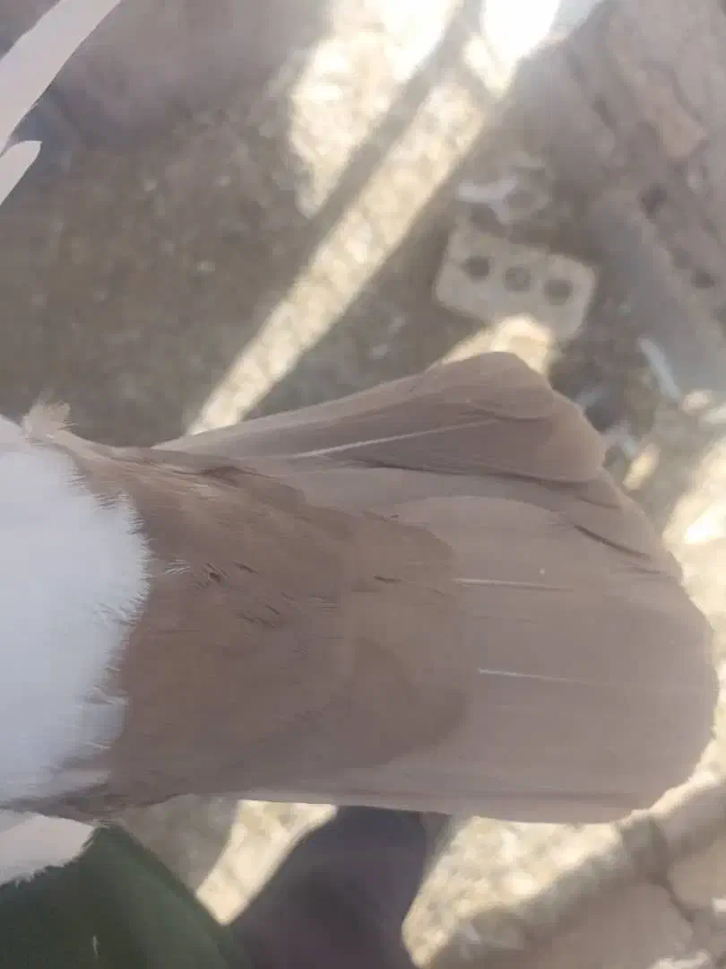 دم سیاه و دم قهوه ای|پرنده|رفسنجان, |دیوار