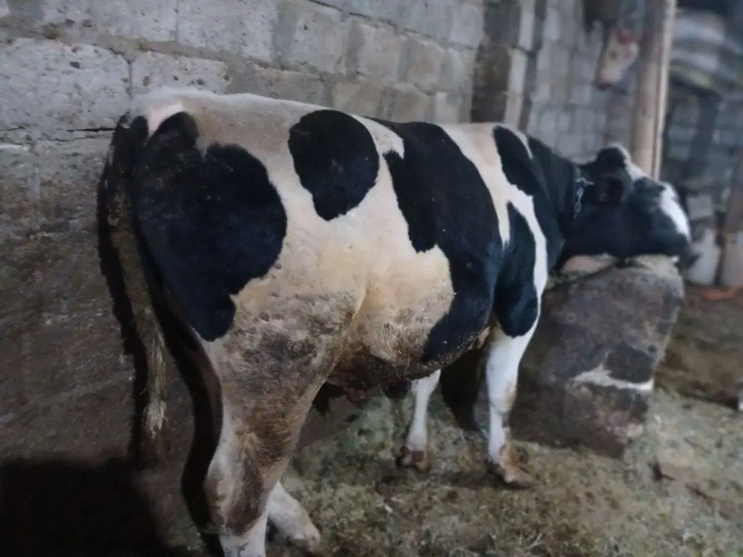 فروش گوساله نر ویژه کشتار|حیوانات مزرعه|شادیان, |دیوار