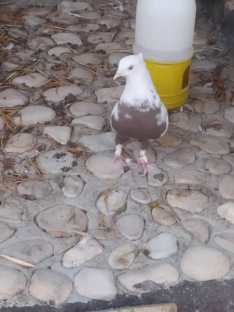 با سلام دمی ماده|پرنده|کوهمره, |دیوار