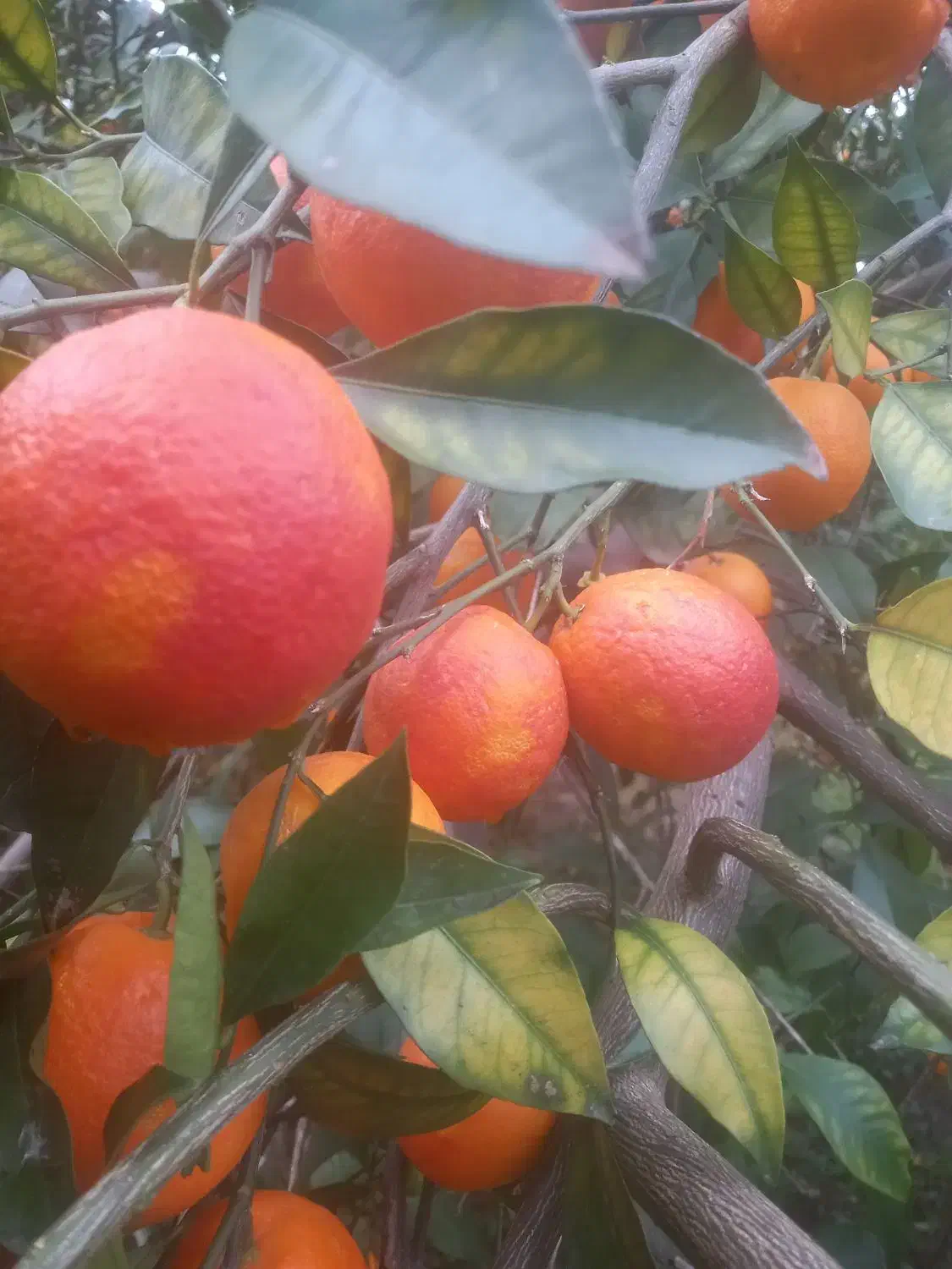 پرتقال خونی|خوردنی و آشامیدنی|نوشهر, |دیوار