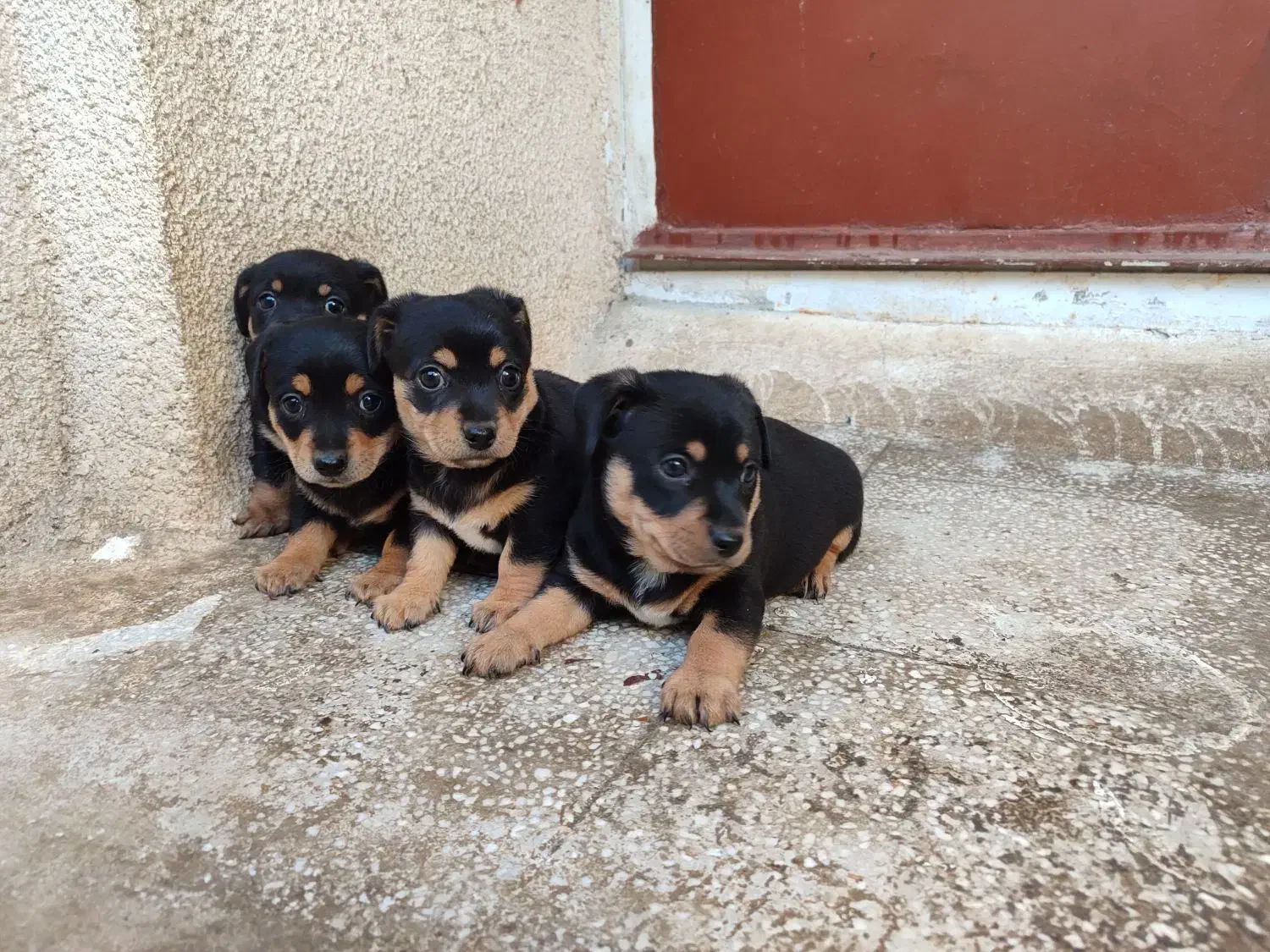 سگ پینچر دوبرمن مینیاتوری|سگ|کرمانشاه, |دیوار