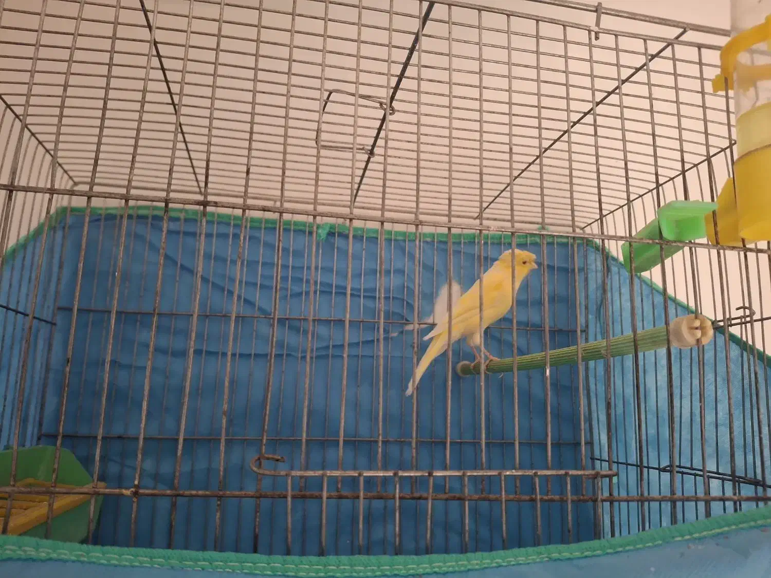 فروش قناری نر|پرنده|ابهر, |دیوار