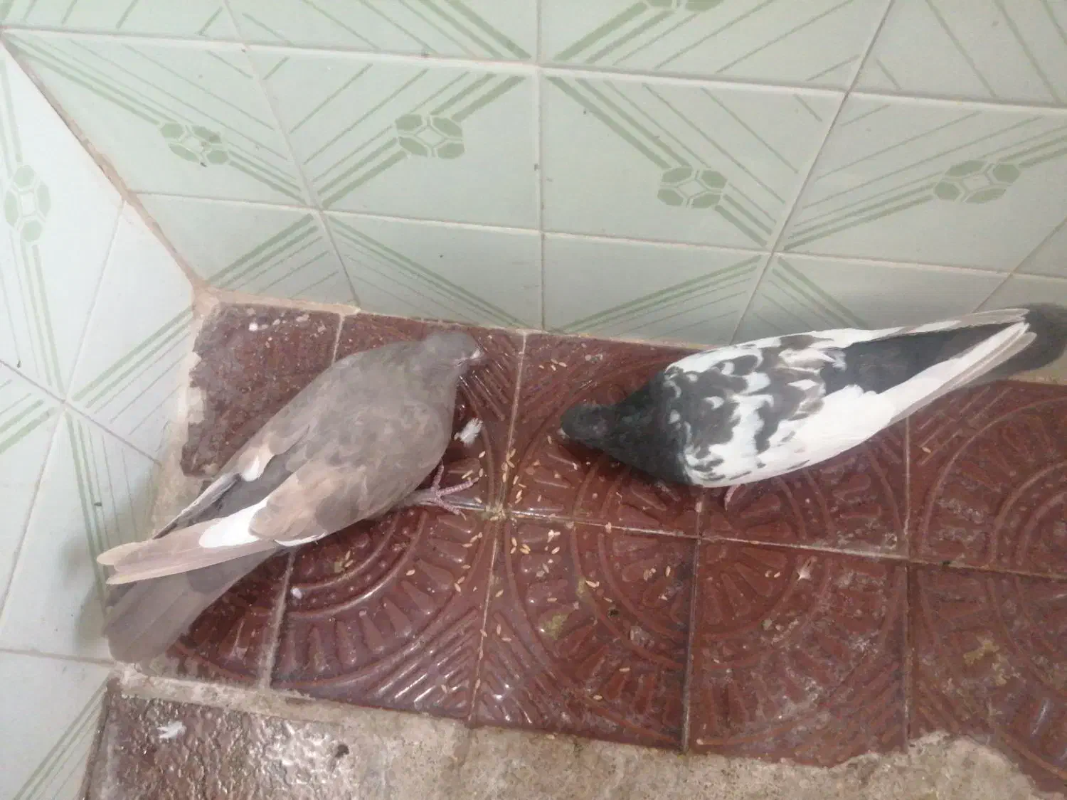 کفتر جفتی|پرنده|شیراز, احمدآباد|دیوار