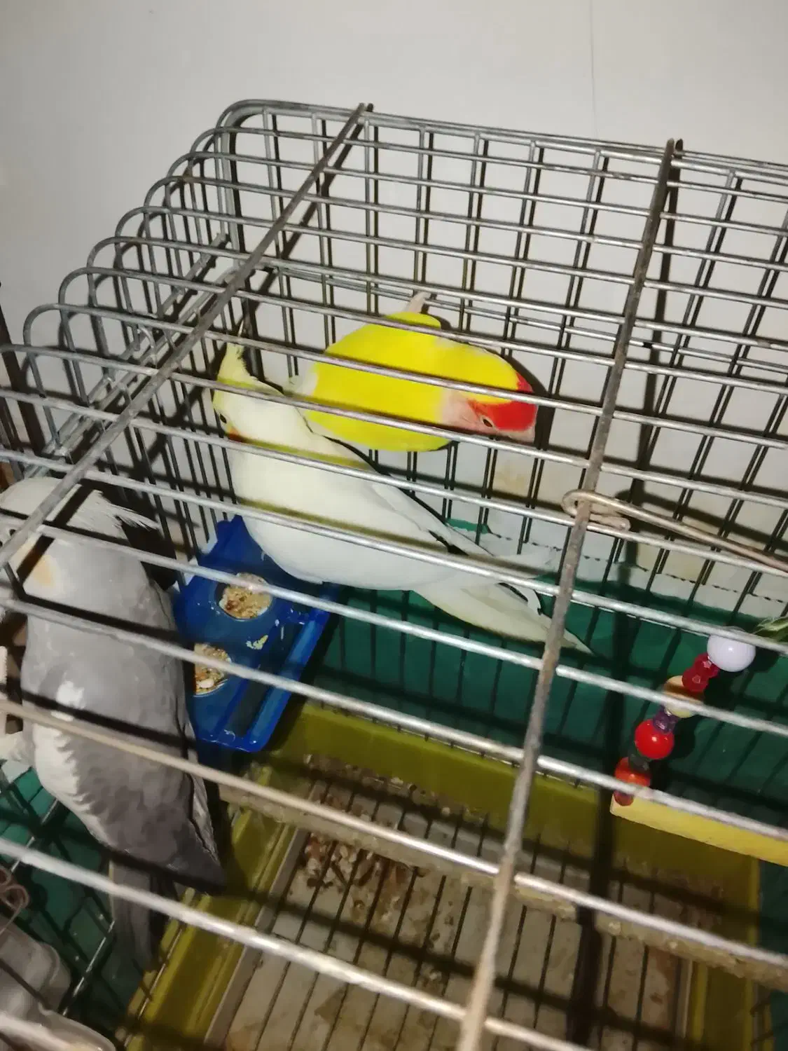 عروس هلندی و طوطی برزیلی|پرنده|سردرود, |دیوار