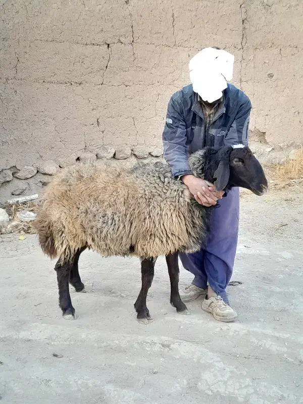 قوچ دو دندون هترو و همو اصل|حیوانات مزرعه|تاکستان, |دیوار